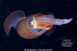 "Siphon On Dark Blue"

A Caribbean reef squid dances in... by Susannah H. Snowden-Smith 